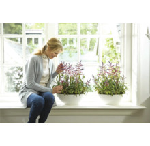 Frau betrachtet Zimmerpflanzen in weißen Pflanzgefäßen auf einer Fensterbank