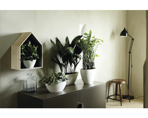 Wohnraum mit Kommode, Pflanzen in Töpfen, Wandregal in Hausform und Stehlampe