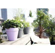 Blumen in Pflanzgefäßen auf einer Terrasse