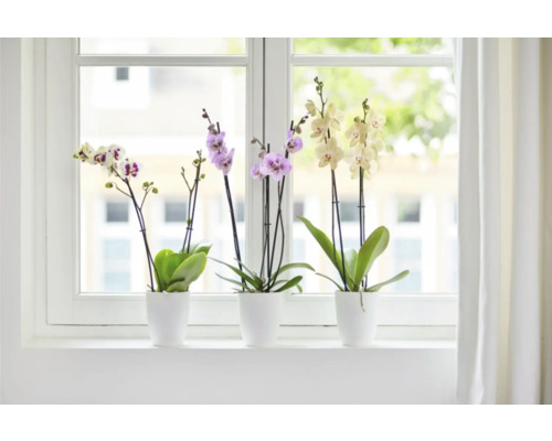 Drei Orchideen in weißen Töpfen auf einer Fensterbank.