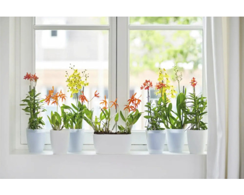 Fensterbank mit Orchideen in Töpfen