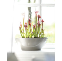 Fleischfressende Pflanze in einem Topf auf einer Fensterbank