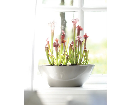 Fleischfressende Pflanze in einem Topf auf einer Fensterbank