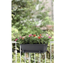 Blumenkasten mit Geranien am Balkongeländer