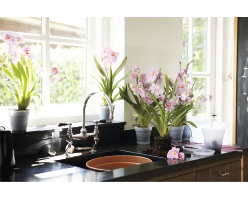 Helle Küche mit Fenster, Spüle und mehreren Topforchideen