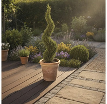 Gartenszene mit einer spiralförmigen Zypresse in einem Topf auf einer Holzterrasse