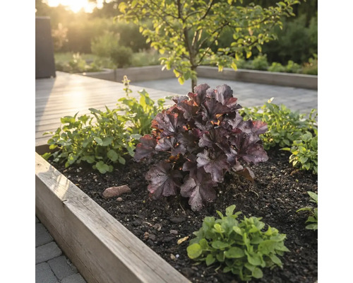 Beet mit Heuchera und Bodendeckern in einem Garten