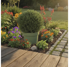 Gartenlandschaft mit Kübelpflanze und bunten Blumen