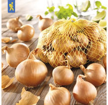 Zwiebeln in einem Netz auf einem Tisch