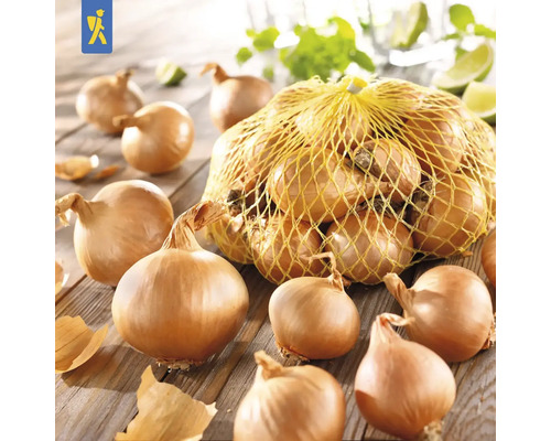 Zwiebeln in einem Netz auf einem Tisch