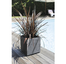 Dekorative Pflanze in einem quadratischen Pflanzgefäß neben einem Pool
