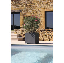 Grauer, quadratischer Pflanzkasten mit Oleanderpflanze am Pool