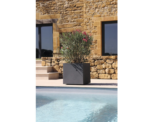 Grauer, quadratischer Pflanzkasten mit Oleanderpflanze am Pool