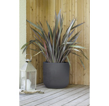 Neuseeländer Flachs in einem Pflanzgefäß mit einer Laterne auf einer Holzterrasse