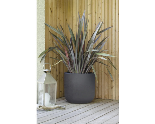 Neuseeländer Flachs in einem Pflanzgefäß mit einer Laterne auf einer Holzterrasse