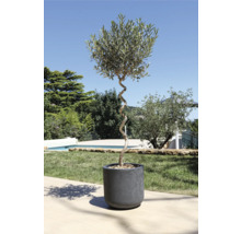 Olivenbaum im Topf mit gedrehtem Stamm im Garten