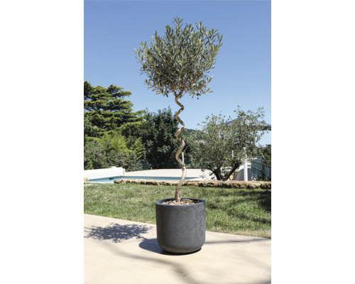 Olivenbaum im Topf mit gedrehtem Stamm im Garten