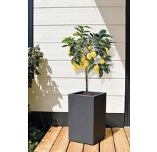 Zitronenbaum im Topf für den Außenbereich