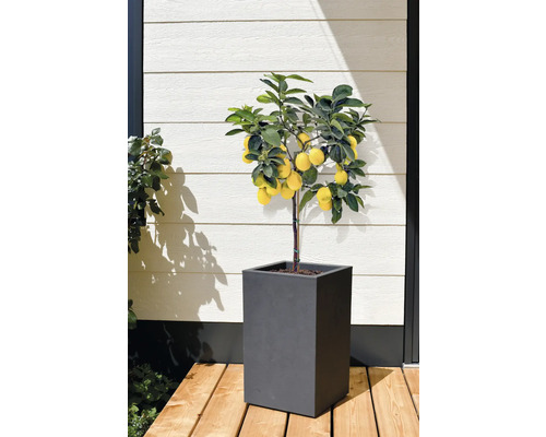 Zitronenbaum im Topf für den Außenbereich