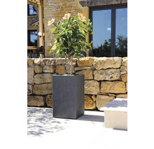 Blühende Pflanze im grauen Pflanzkübel im Garten.