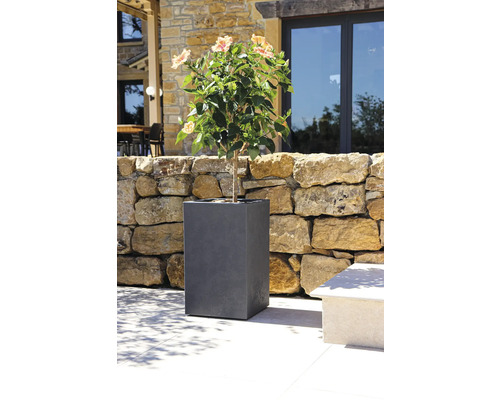 Blühende Pflanze im grauen Pflanzkübel im Garten.