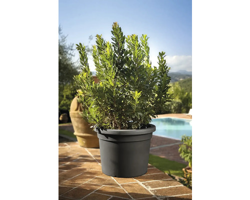 Lorbeerbaum im Topf für den Außenbereich