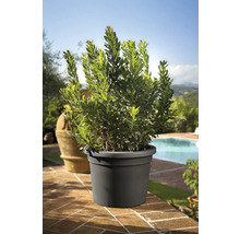 Lorbeerbaum im Topf für den Garten