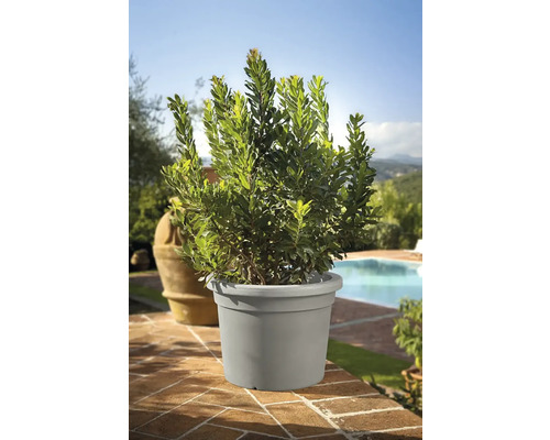 Lorbeerbaum im Topf für den Außenbereich