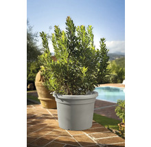 Lorbeerbaum im Topf für den Außenbereich