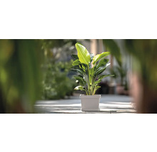 Strelitzia im Topf für Innenräume