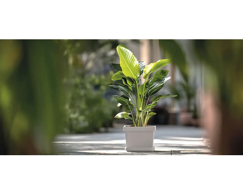 Strelitzia im Topf für Innenräume