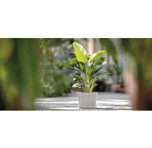 Strelitzia Augusta Zimmerpflanze in quadratischem Topf