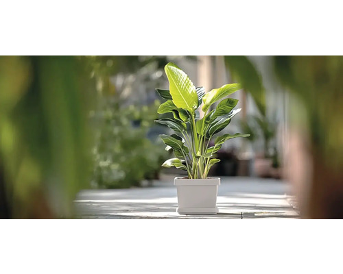 Strelitzia Augusta Zimmerpflanze in quadratischem Topf