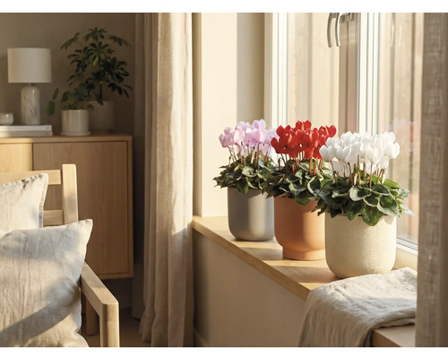 Innenaufnahme mit rosa, roten und weißen Alpenveilchen in Töpfen auf einem Fensterbrett