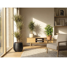 Wohnzimmer mit Zimmerpflanzen in Töpfen, Holzmöbeln und Teppich