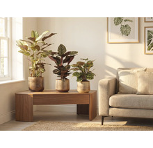 Wohnzimmer-Szene mit drei Zimmerpflanzen in Pflanzgefäßen auf einem Holztisch neben einem Sofa.