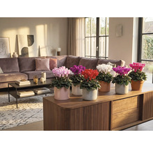 Innenraum mit verschiedenen farbigen Alpenveilchen in Töpfen auf einem Holzschrank