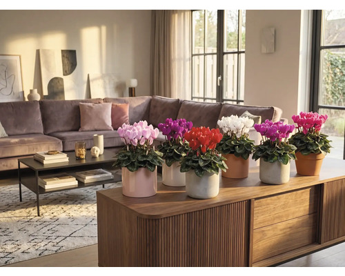 Innenraum mit verschiedenen farbigen Alpenveilchen in Töpfen auf einem Holzschrank