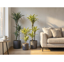 Innenraum mit drei Drachenbaum Pflanzen in grauen Töpfen und einem Sofa