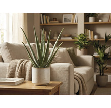 Aloe Vera Pflanze im Topf auf einem Tisch neben einem Sofa in einem Wohnzimmer.