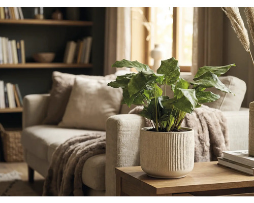 Dekorative Zimmerpflanze in einem gerippten Übertopf auf einem Holztisch in einem Wohnzimmer