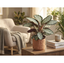 Wohnzimmerdekoration mit Calathea Pflanze in einem Topf mit Blattmuster auf einem Holztisch.