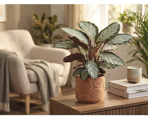 Wohnzimmerdekoration mit Calathea Pflanze in einem Topf mit Blattmuster auf einem Holztisch.