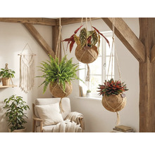 Dekorative Hängepflanzen mit verschiedenen Pflanzen in einem hellen Raum mit Holzbalken