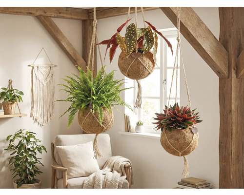 Dekorative Hängepflanzen mit verschiedenen Pflanzen in einem hellen Raum mit Holzbalken