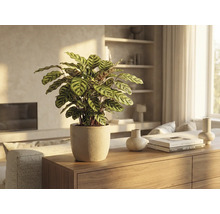 Innenaufnahme eines Calathea-Blumentopfes auf einem Holzschrank in einem hellen Wohnzimmer