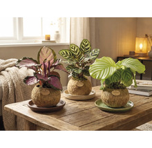 Drei Kokedama Pflanzen auf einem Holztisch