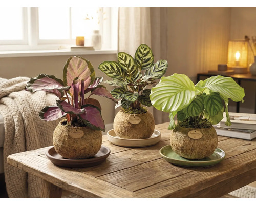 Drei Kokedama Pflanzen auf einem Holztisch