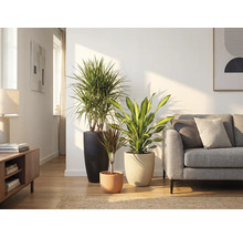 Wohnzimmer mit drei Zimmerpflanzen in Pflanzgefäßen und einem Sofa