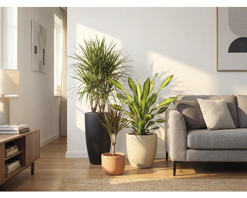 Wohnzimmer mit drei Zimmerpflanzen in Pflanzgefäßen und einem Sofa